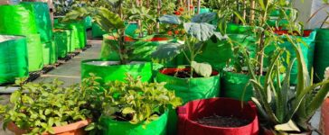 Maximizing Your Profit with Wholesale Plant Pots