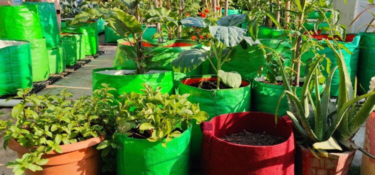 Maximizing Your Profit with Wholesale Plant Pots