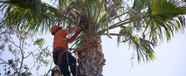 Proper Tree Pruning